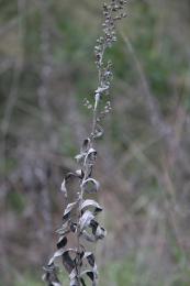 Dry Tendril